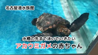 【名古屋港水族館】水槽の先まで泳いでいきたいアカウミガメの赤ちゃん / The baby Red Sea Turtle that wants to swim beyond the tank