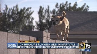 Chihuahua Dog Gang Runs Wild in Neighborhood
