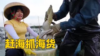 阿渔妹赶海合集！这种级别海货太可怕，渔爸说很值钱但是没人要【阿渔妹】