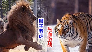 韩国狮虎园4：雄狮再起！（韩国狮虎斗完整版中文解说）Tigers fight against Lions（ Korea Everland‘s Battle of Part4）