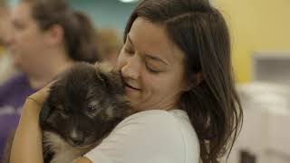 Great Dog Rescue New England