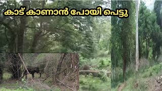 Family Trip (1)/ കാടിന്റെ മക്കളെ കാണാൻ ഒരു യാത്ര /Travaling Vlog / ummas daily vlog / Forest Vlog