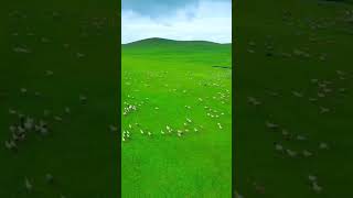 புல்வெளி புல்வெளி அதில் பல செம்மறி ஆடுகள் மேயுது பாரம்மா | Beautiful Grassland scenery