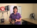 Hookworm in Cats : Cat Health Hookworm in Cats : Cat Health