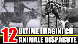 Ultimele Imagini cu Animale Disparute