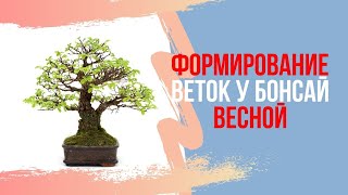 Формирование новых веток у Бонсай весной! Secrets of Bonsai Pruning for Spring