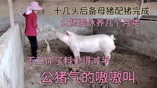 公猪已经成功把后备母猪全部配种完成，儿媳说了啥王姐直说：不行