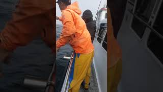 Catching fish at the farallon islands