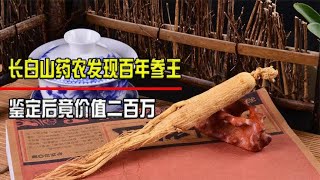 长白山药农发现百年参王，开挖时雷雨交加，鉴定后竟价值二百万！