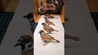 America got talent, penting is amazing fact bird are flying