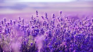 Purple Flowers: Beautiful Harp Music For Deep Sleep