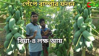 টপ লেডি ও গ্রীন লেডি পেঁপে বাম্পার ফলন ৪ লক্ষ টাকা আয় বিঘা Papaya farming in methods