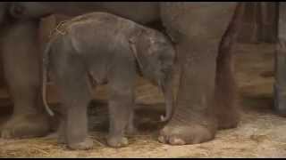 Baby elephant falls asleep