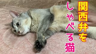 お腹がグルグル動いて助けを求めるさっちゃん　おしゃべりペット