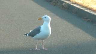 Seagull and the Sound of Music