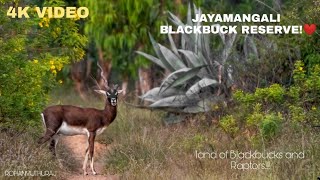 JAYAMANGALI BLACKBUCK RESERVE | KARNATAKA. #wildlifephotography #Blackbuck #raptors #birdphotography