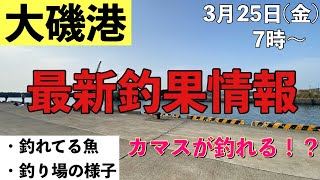 【大磯港】最新の釣果情報！カマスも釣れる？サビキ、投げ釣り！3月25日(金)