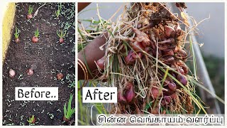 சின்ன வெங்காயம் வளர்ப்பு | Growing Shallots (small Onions) In Garden.