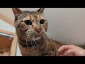 私にだけなつかない保護猫モカちゃんシャー！ウーパーンチ！のモフモフ猫じゃらしおやつタイム😸2025 01 08【保護猫なつくまで】