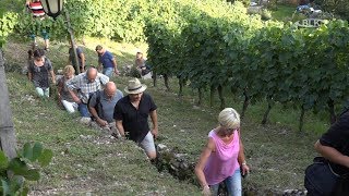 Weinwanderung Der Steinmeister Roßbach Naumburg Prof  Dr  Maria Wartenberg Weinbau Strauß