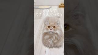 うちの猫たちに好きな子ができました#shorts #猫 #子猫