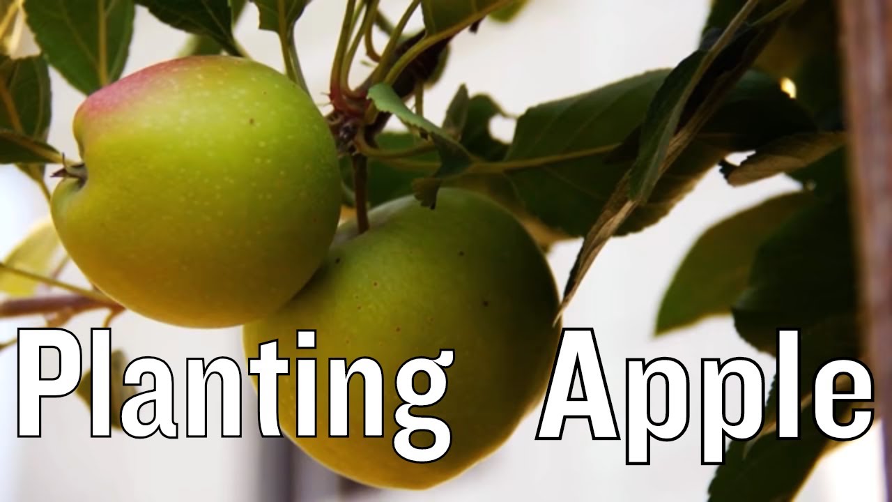 Planting Apple Trees Youtube