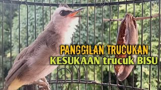 Suara panggilan trucukan gacor ngetir panjang ampuh untuk Pancingan Trucukan agar bunyi GACOR Ropel