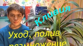 Кливия- посадка уход размножение