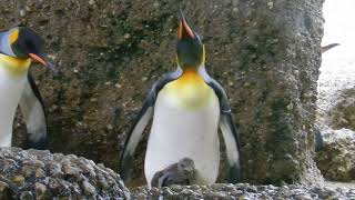 キングペンギン親子　King penguin　2012 0914