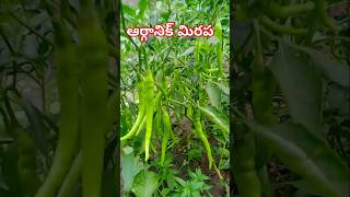 Organic vegetables ❤️ organic chilli ❤️ ఆర్గానిక్ కూరగాయలు ❤️ ఆర్గానిక్ మిరపకాయలు ❤️🔥🔥🔥