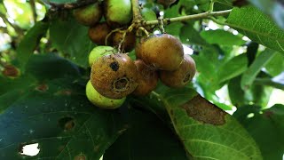 EP74. El VAVANGUE (Vangueria madagascariensis) -- Una fruta que sabe a tamarindo!