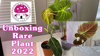 Unboxing Rare Plants 2022: Philodendron  El Choco Red \u0026 Philodendron Melanochrysum