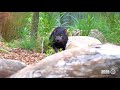 The Tasmanian Devil