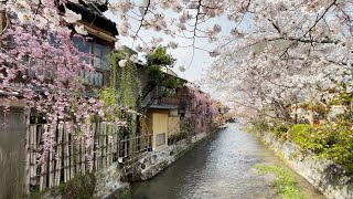 〚4K〛京都 桜満開の祇園と丸山公園を歩いてみた　Cherry blossoms in full bloom at Kyoto city, Kyoto, Japan Apr-2022