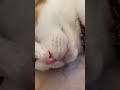 舌出して寝てた🥰 三毛猫 元自然猫 保護猫 可愛い猫動画