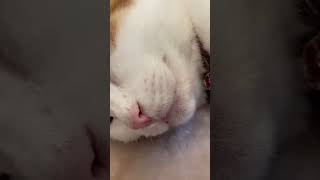 舌出して寝てた🥰#三毛猫#元自然猫#保護猫#可愛い猫動画