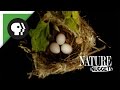 What Do Nests Look Like? | NATURE Nuggets