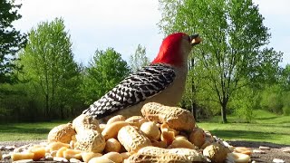 Red-bellied woodpecker is shy at first