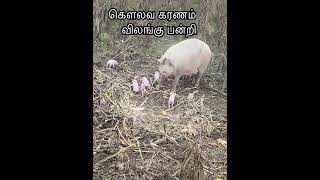 எளிய ஜோதிடம் - கௌலவ கரணம் 🐖