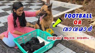 😛😛ടെസ്സക്ക് പന്ത് വേണോ പപ്പിയേ വേണോ ? Fun time with mother dog and puppies : newborn puppies day 4