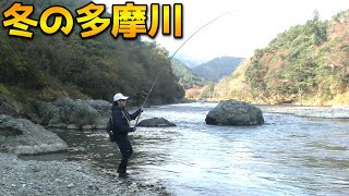 冬の多摩川は魚影が濃い！ニジマス狙いで渓流釣り！