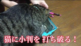 唐草 猫ムタさん 猫に小判ではないのか？！ とうとう 婆ちゃんのがま口を公開してみた！