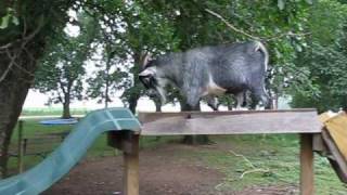 Goat on a slide