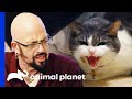 Cat Will Be Put Down If She Bites Again | My Cat From Hell
