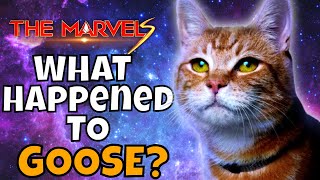 What Happened to GOOSE?   The Marvel Flerken Kitten! MCU News
