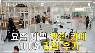 [캣플] 서울근교 요즘 정말 핫하디 핫한 국내 1위 고양이카페 진짜 100% 리얼 후기