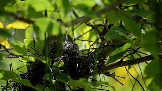 用餐 金背鳩 Oriental turtle dove (Streptopelia orientalis)