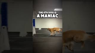 The 4th dog is a maniac #flyball