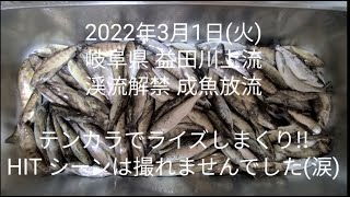 2022年3月1日(火) 益田川上流 渓流解禁 成魚放流 テンカラでライズしまくり!! HIT シーンは撮れませんでした(涙)