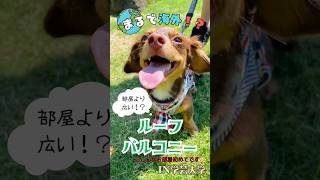 まるで海外の部屋⁉️部屋より広いループバルコニー🐶お散歩は必要無くなりました☺️#内見 #ペット賃貸女子#ペット可物件 #犬のいる暮らし #猫のいる暮らし #引越し#部屋紹介 #部屋探し #賃貸